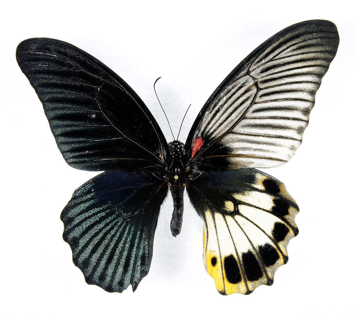 Papilio memnon BILATERAL GYNANDROMORPH 2 (Internet Image property of respective owner, non-commercial use only)